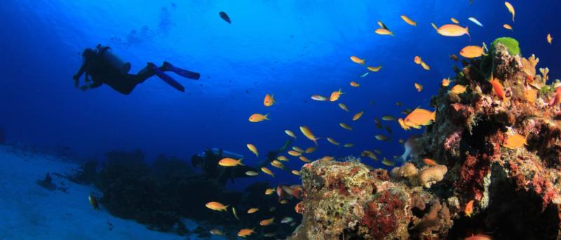 Dove fare immersioni in Puglia: le località migliori per il diving | News