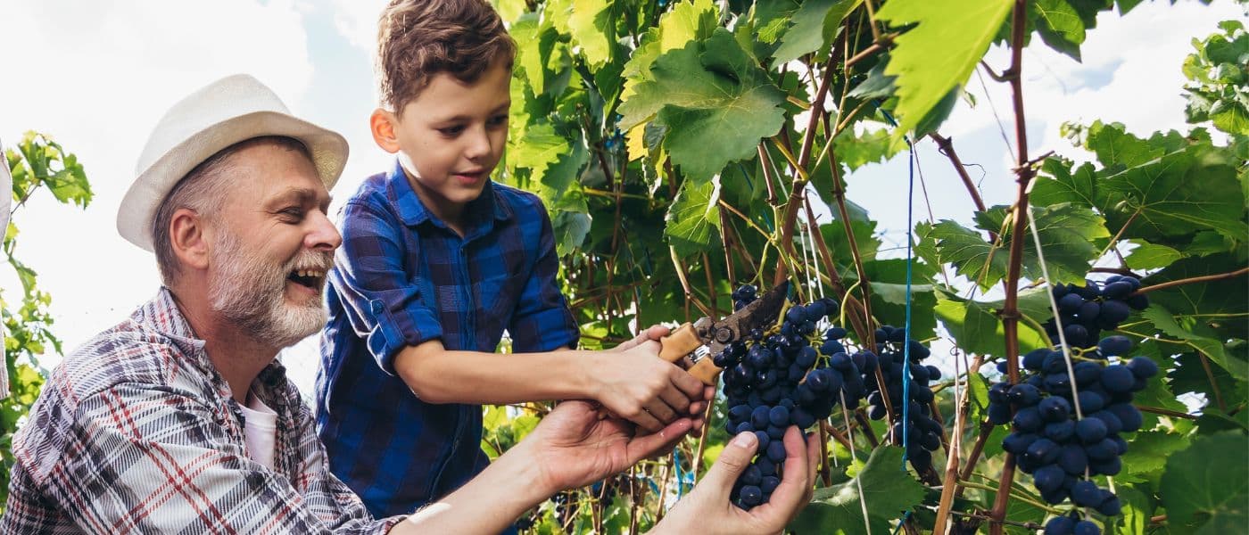 La vendemmia in Puglia: il gusto della tradizione | Perle di Puglia